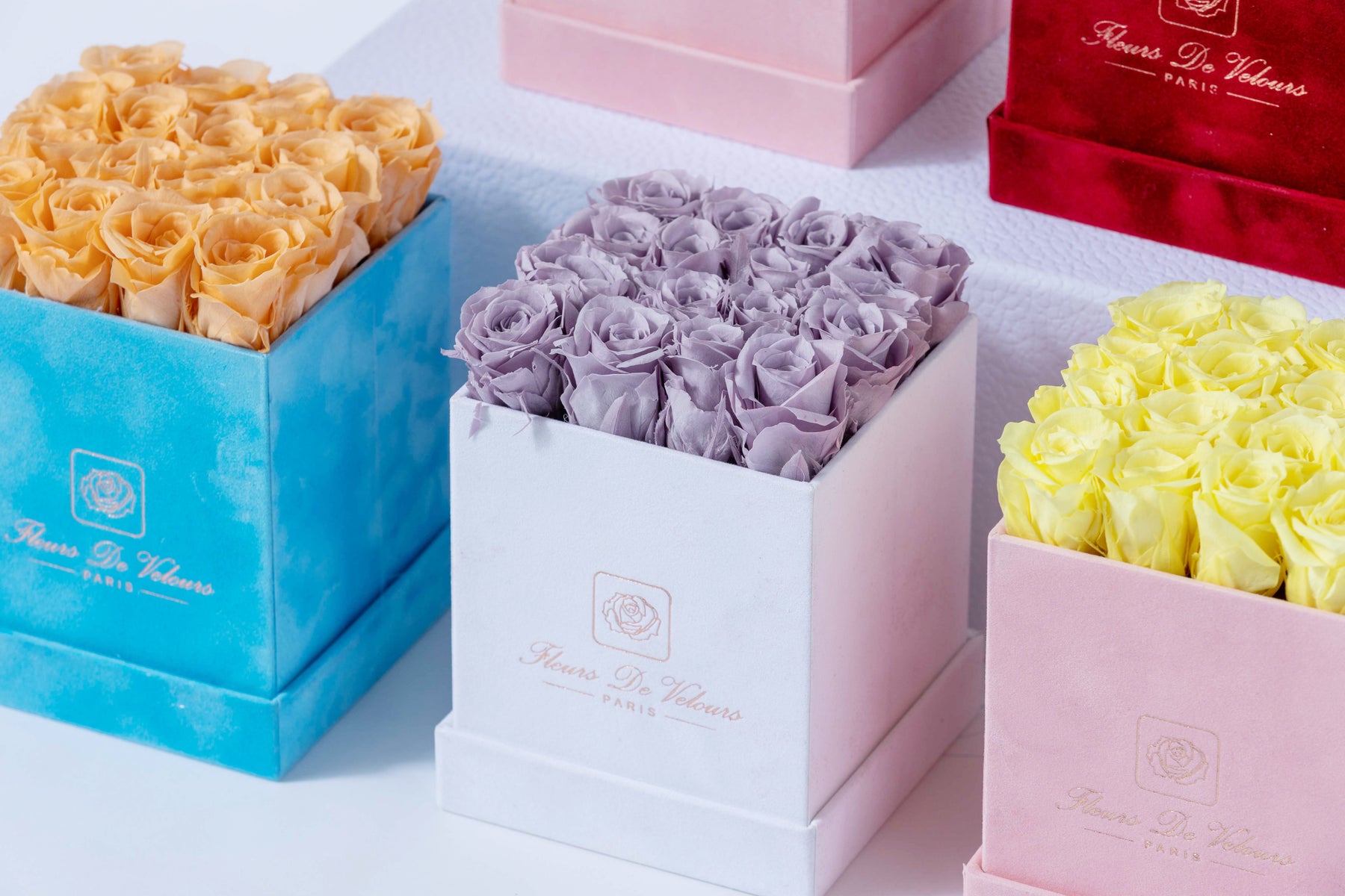 Fleurs de Velours - Spirit Baby Roses