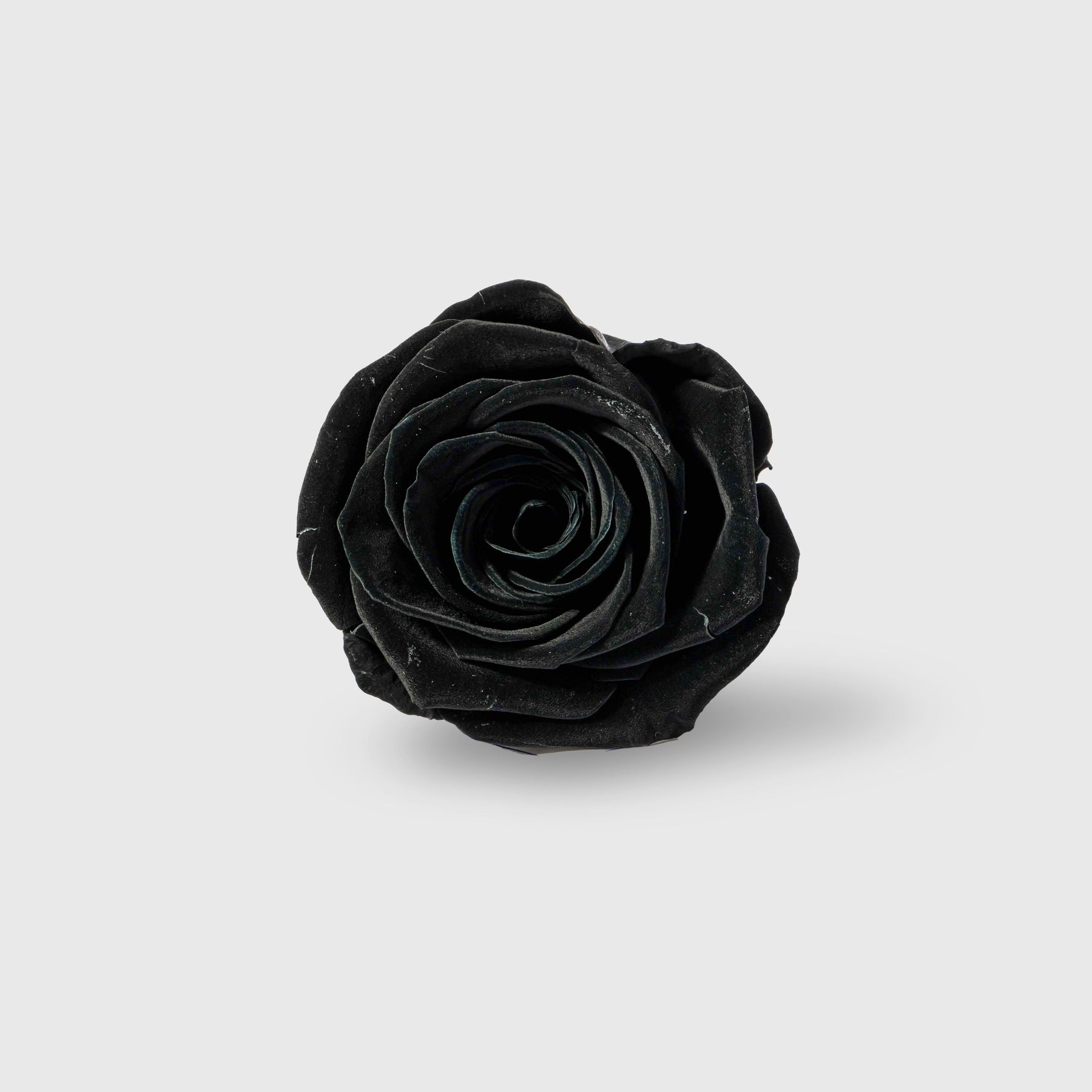Fleurs de Velours - Entire Dome Present