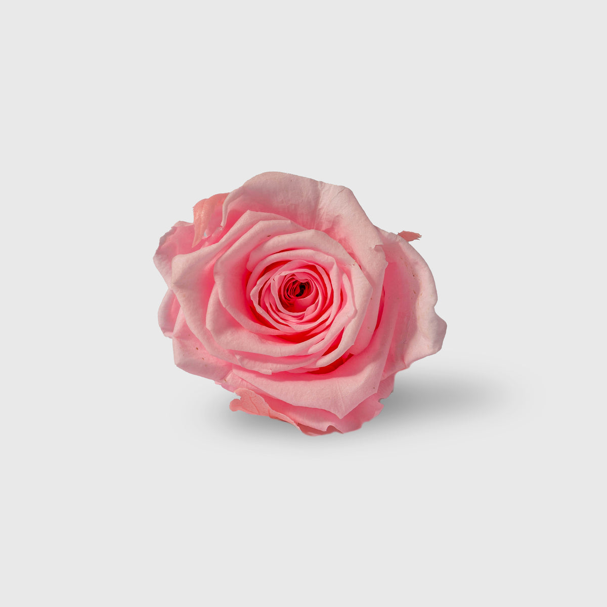 Fleurs de Velours - Moon Tiffany