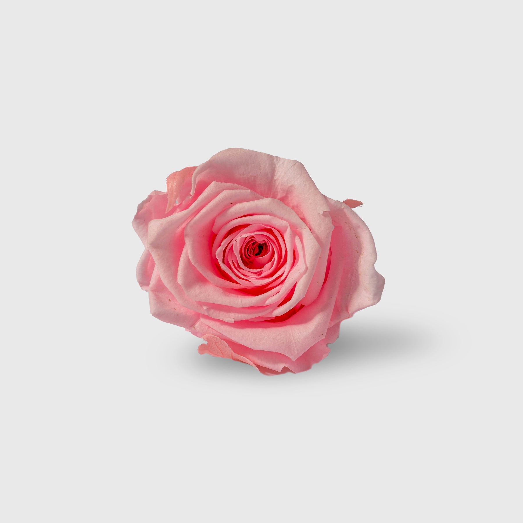 Fleurs de Velours - Moon Tiffany