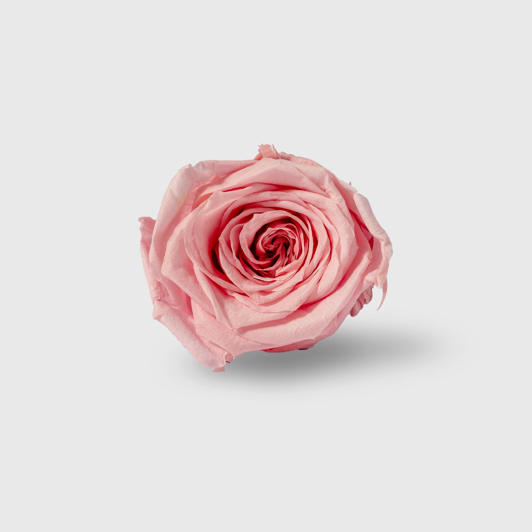 Fleurs de Velours - Moon Pale Pink