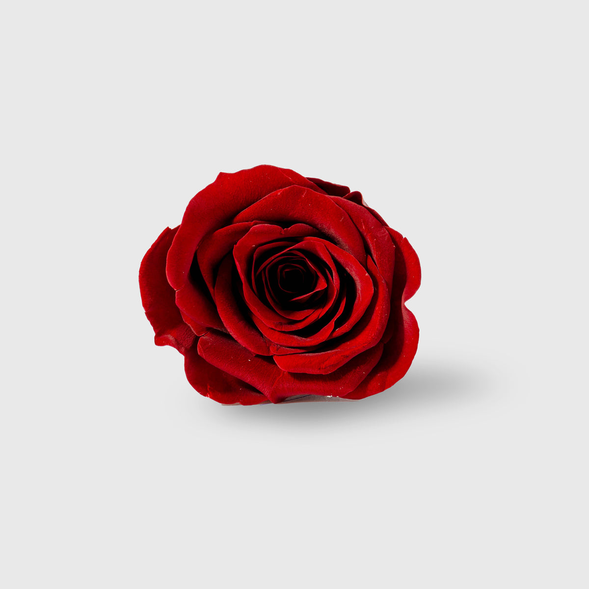 Fleurs de Velours - Moon Small Blue