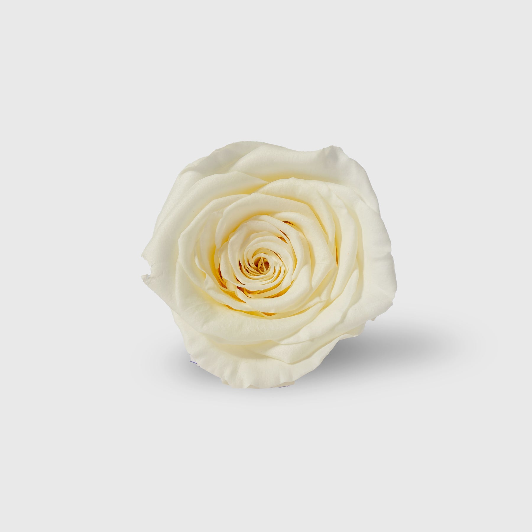 Fleurs de Velours - Moon Tiffany