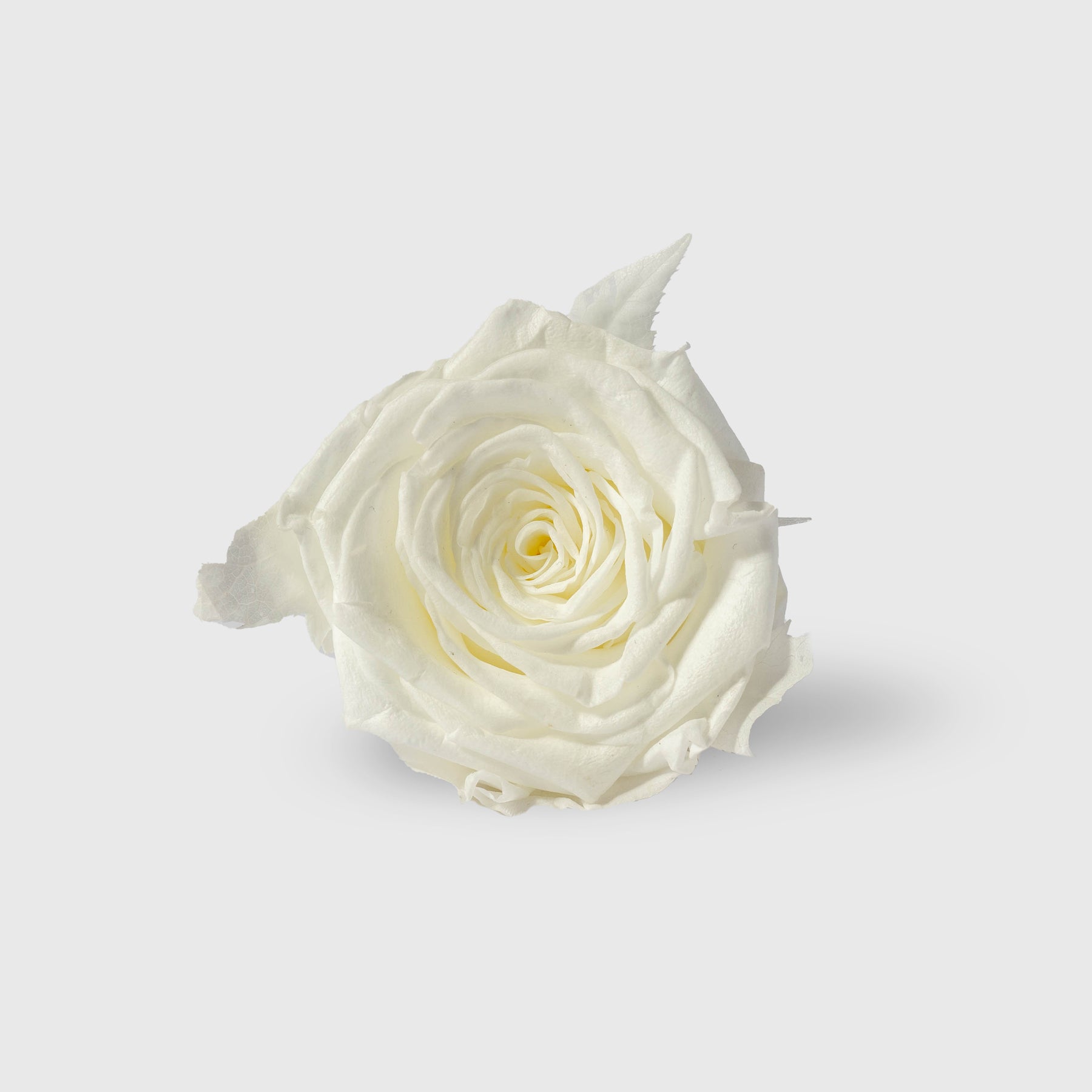 Fleurs de Velours - Moon Medium PINK