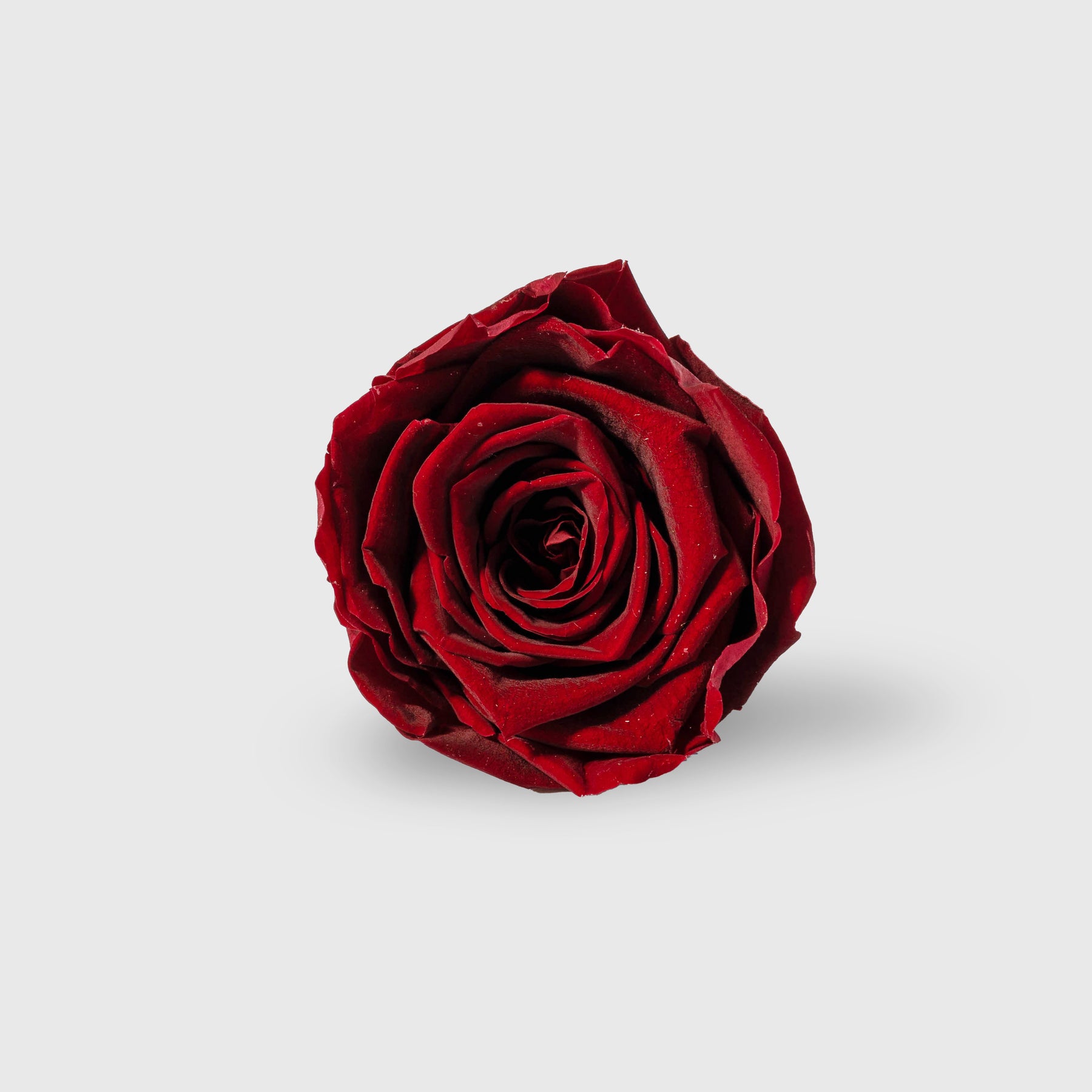 Fleurs de Velours - Entire Dome Love