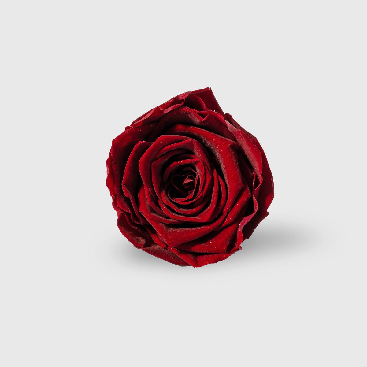 Fleurs De Velours - Spark