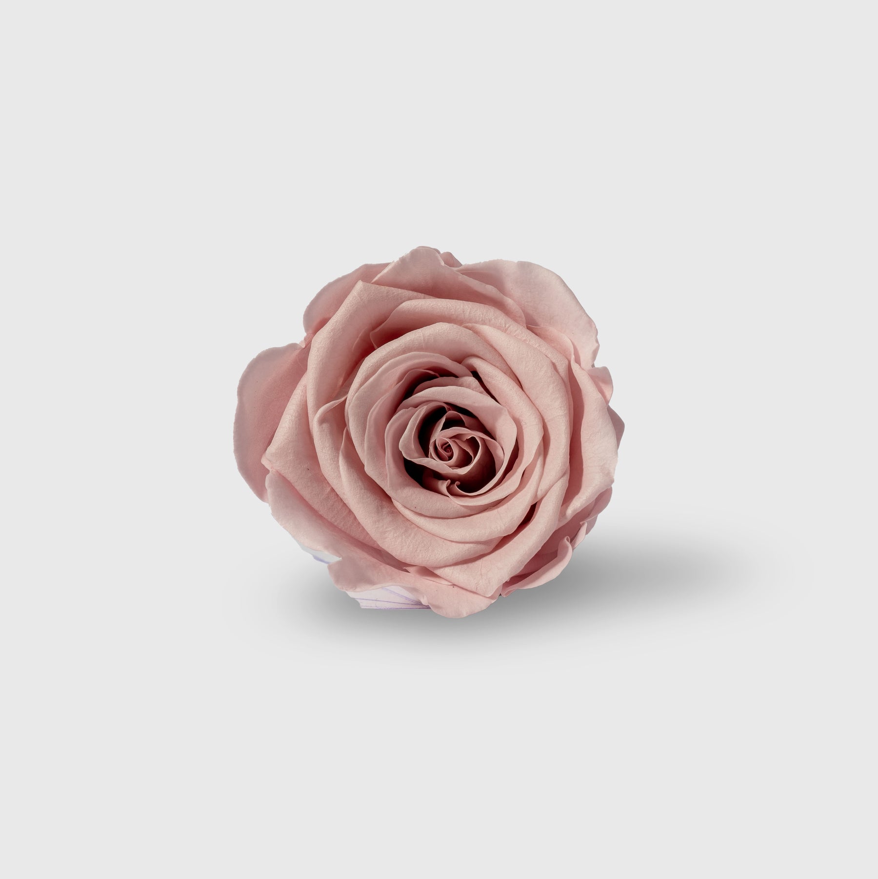 Fleurs de Velours - Moon Medium Tiffany