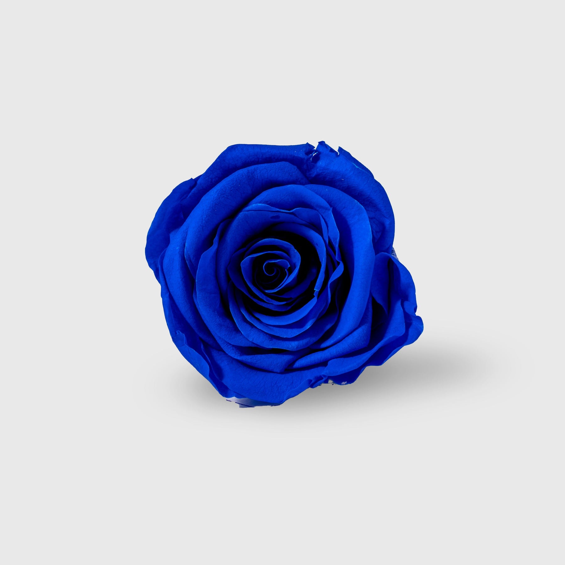 Fleurs de Velours - Moon Medium Pick
