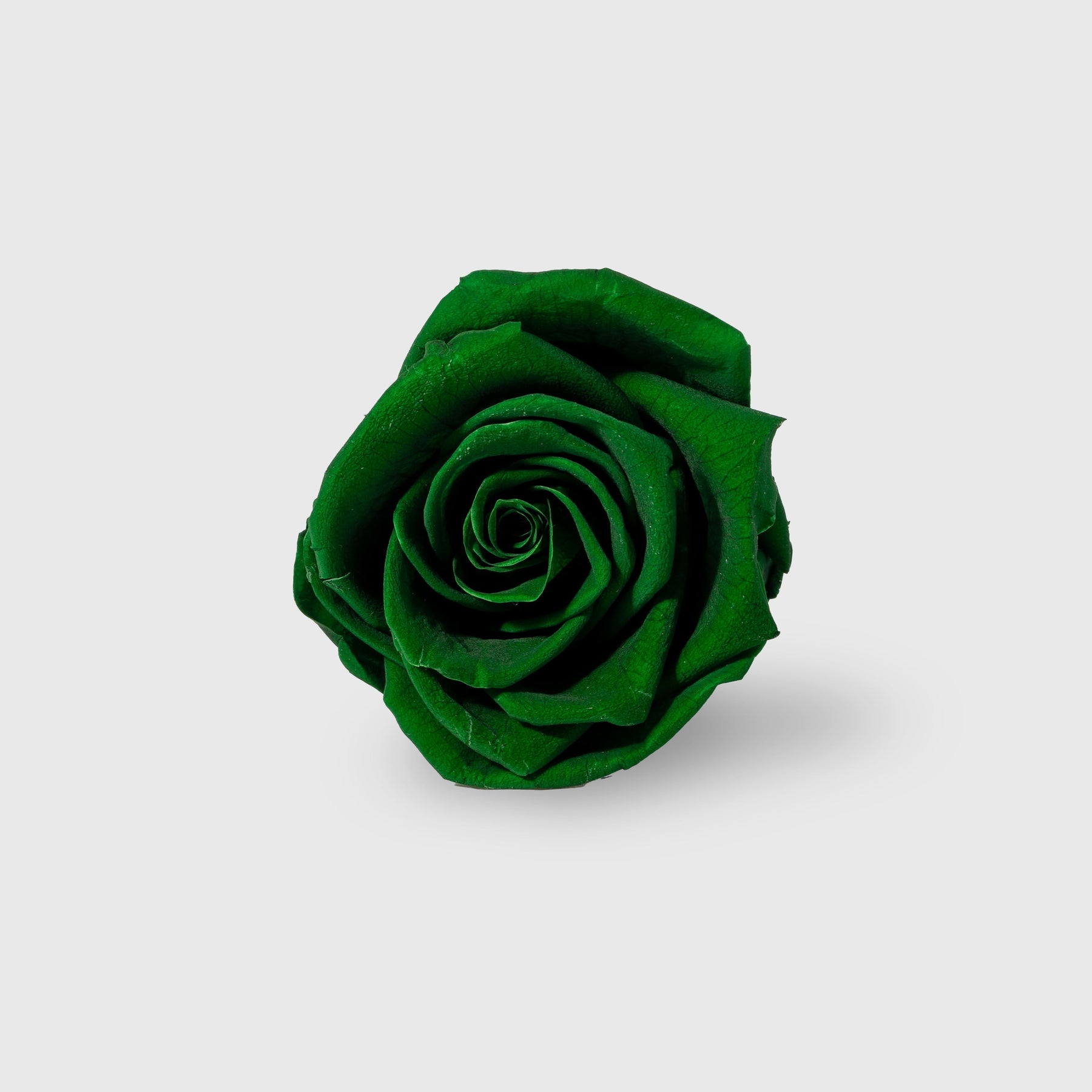 Fleurs de Velours - Entire Dome Present