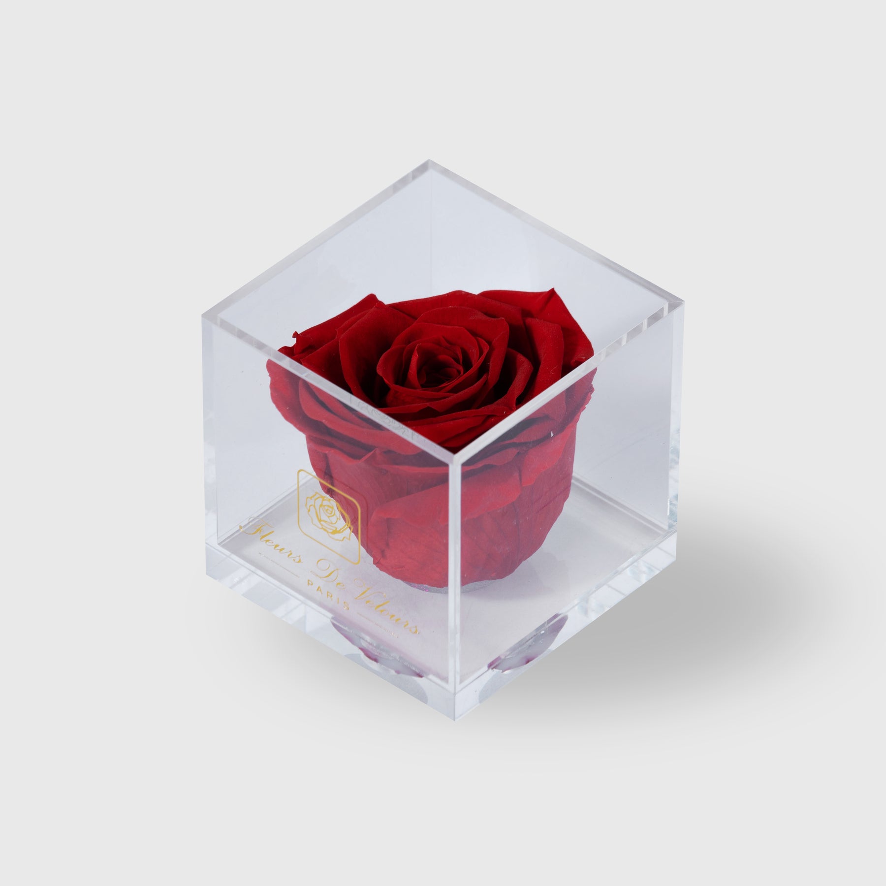 Fleurs De Velours - Plexi