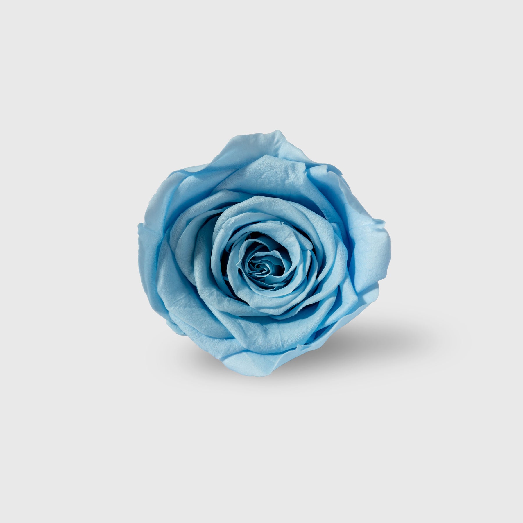Fleurs De Velours - Plexi