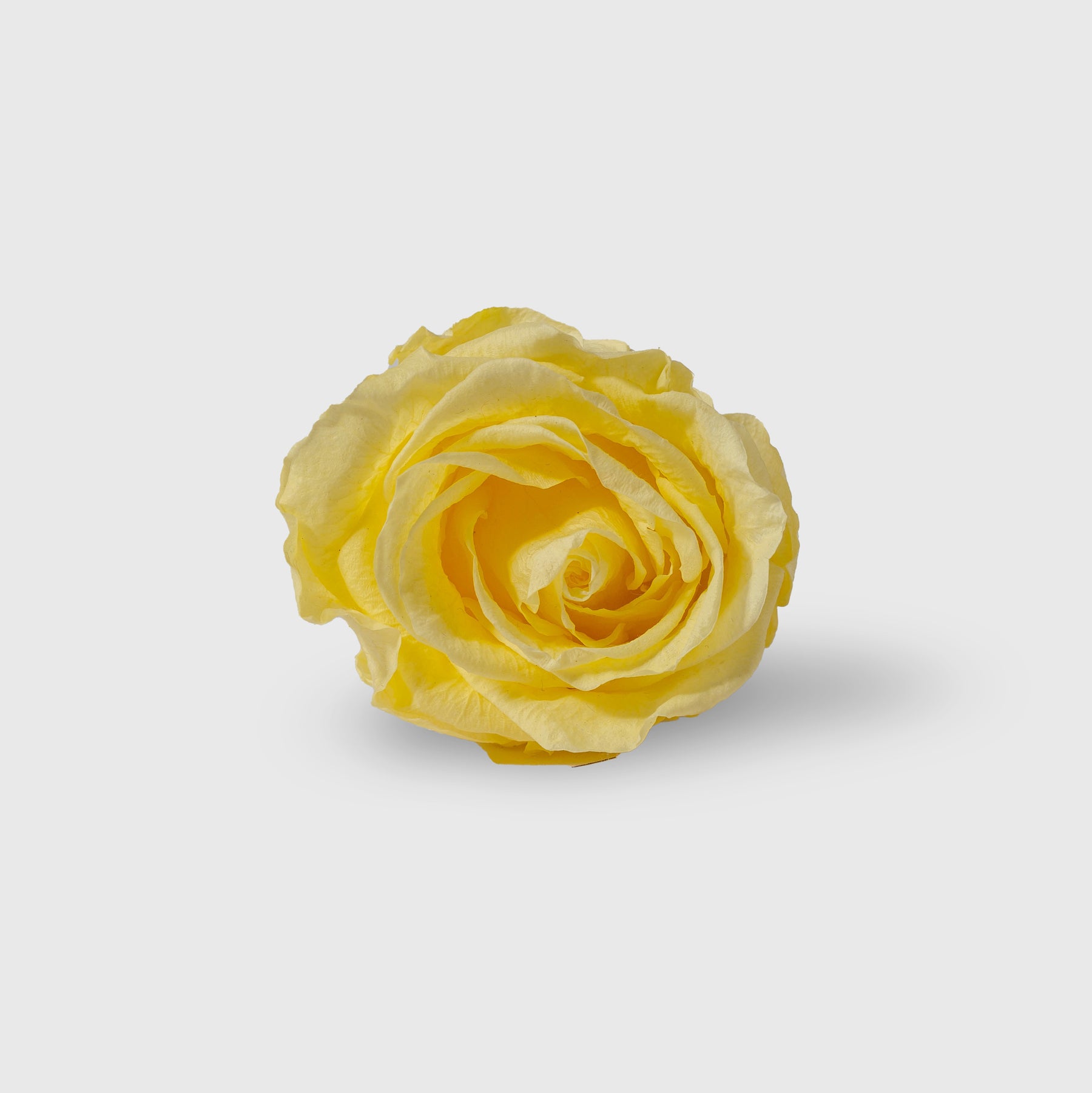 Fleurs De Velours - Plexi