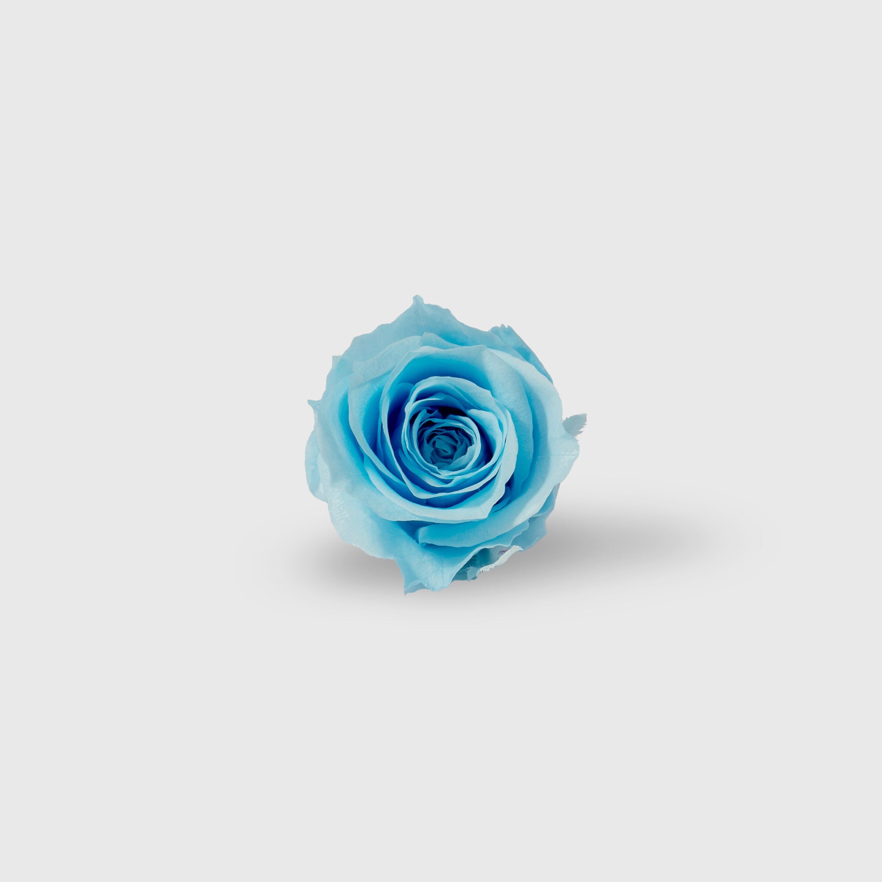 Fleurs de Velours - Mini Moon