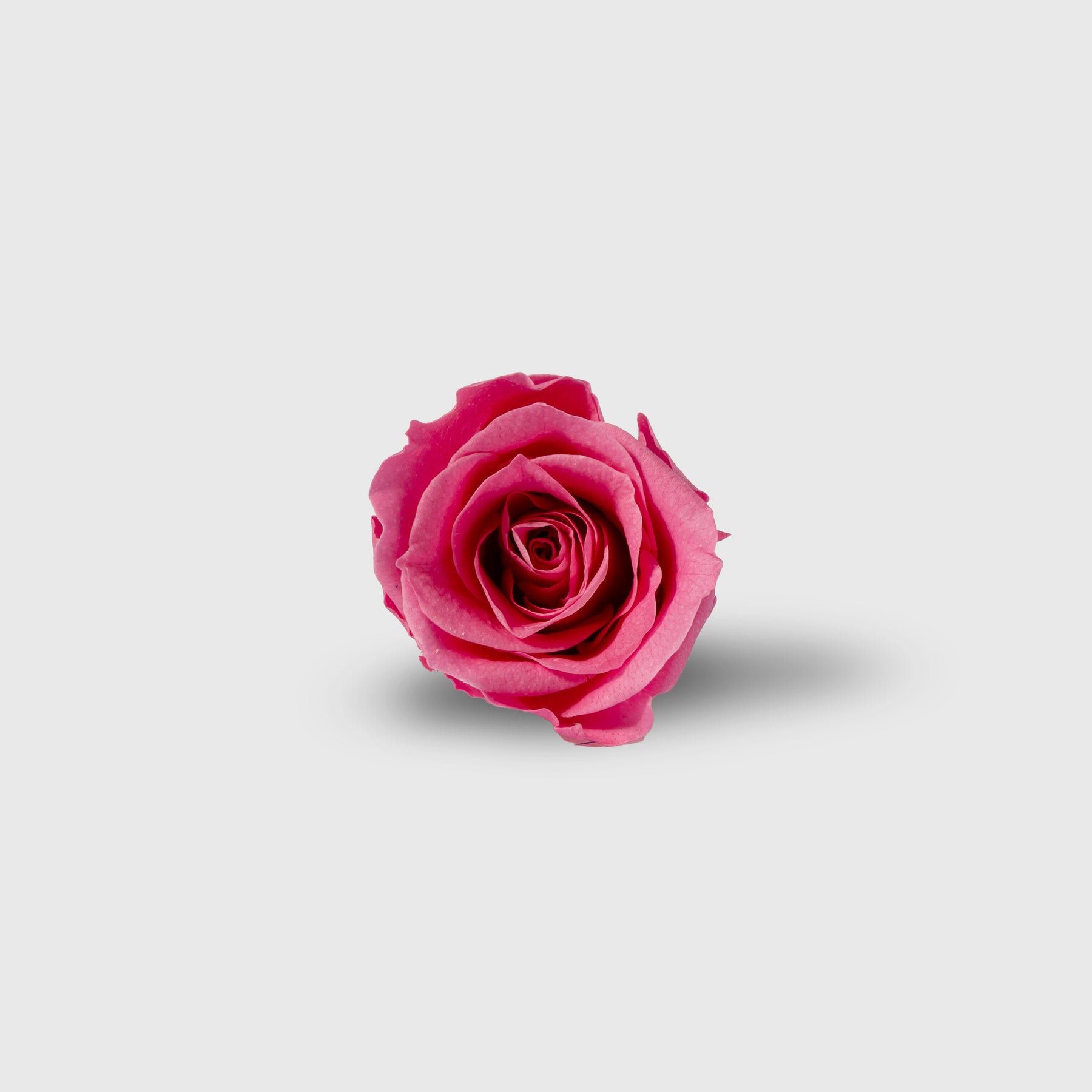 Fleurs de Velours - Mini Moon